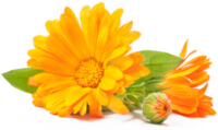 Calendula flower drawing